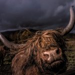KULR Boosts Bitcoin Treasury to 800 BTC With $9M Purchase