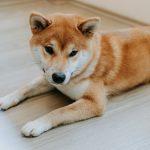 CleanCore Solutions’ DOGE Holdings Top 500M; Shares Rise 13%
