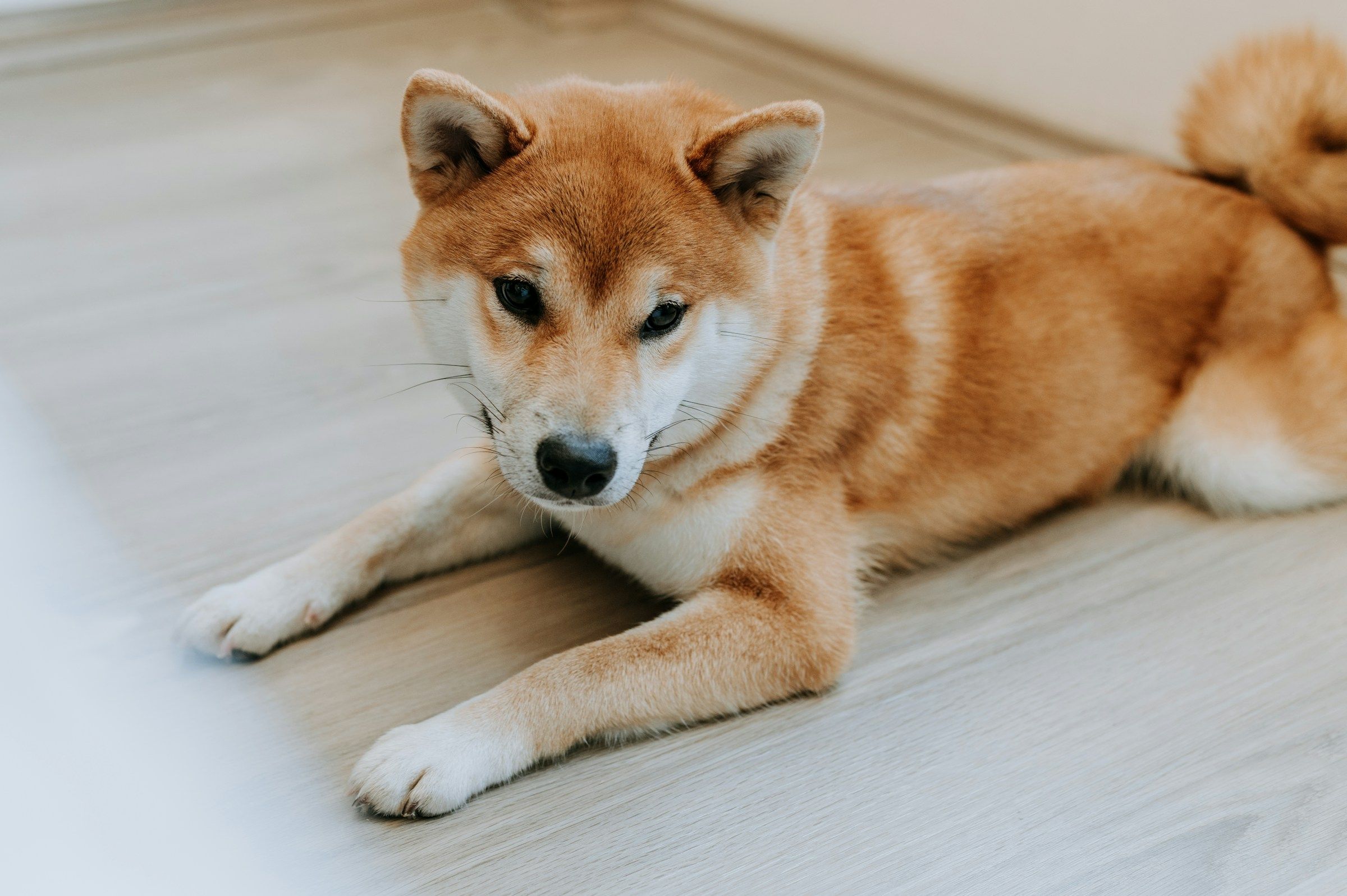 CleanCore Solutions’ DOGE Holdings Top 500M; Shares Rise 13%