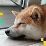 Price-action of dog memecoins dogecoin, shiba inu muted amid thin holiday liquidity